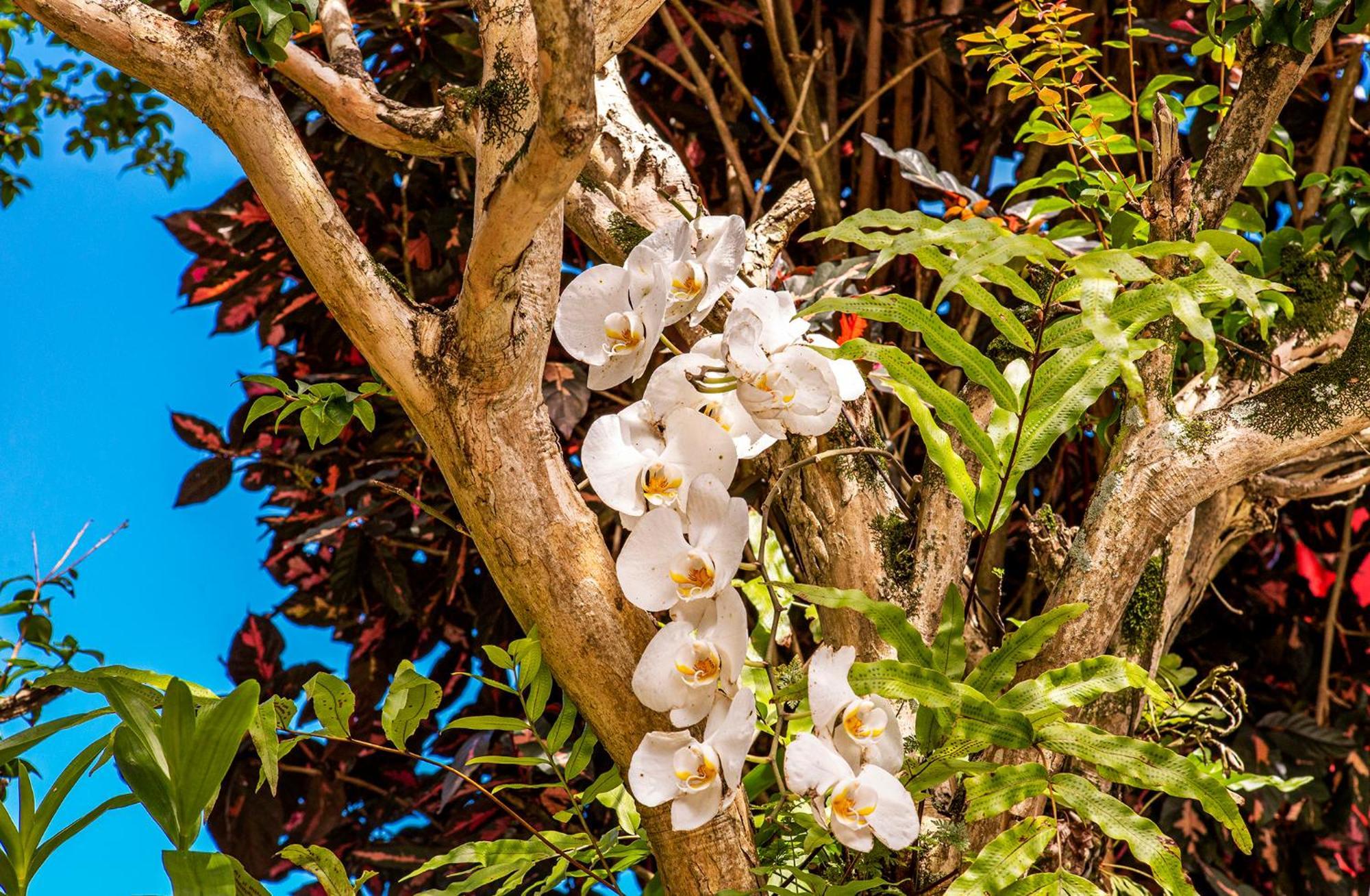 Pousada Recanto Da Villa Ilhabela Extérieur photo